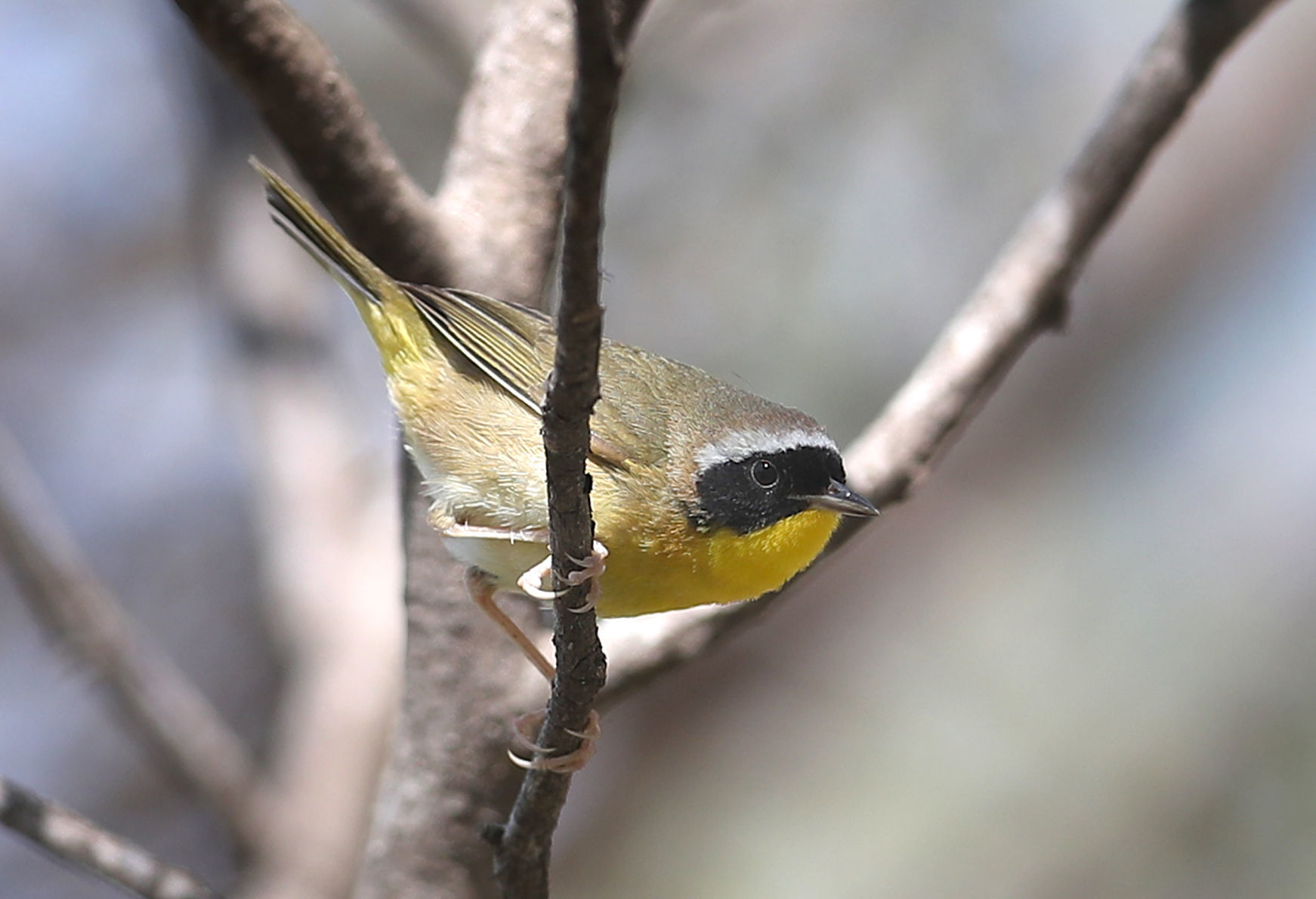 043020bp-yellow-throat-warbler.jpg